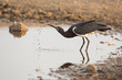One Abdims Stork drinking water, Serengeti, Tanzania