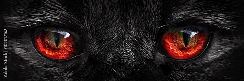 Zdjęcie XXL Kudłaty potwór czerwone oczy zbliżenie
