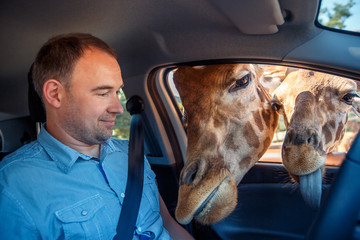 Giraffes put heads in car and waiting food from tourist