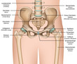 Anatomie der Hüfte (pelvis anatomy)