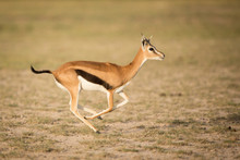 Female Thompson's Gazelle Running, Amboseli, Kenya