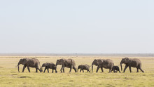 A Line Of African Elephants Walking Through Amboseli In Kenya
