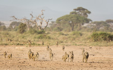 Troop Of Olive Baboons In Amboseli, Kenya