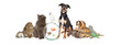 Leinwandbild Motiv Large Group of Pet Animals Together