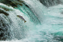 Salmon Jumping Waterfall Alaska
