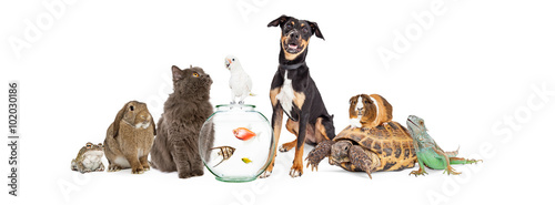 Large Group of Pet Animals Together © adogslifephoto