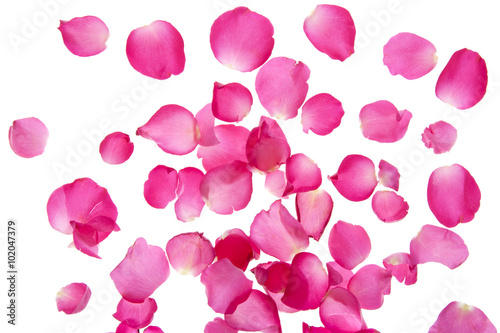 Fototapeta na wymiar Petal rose on white background