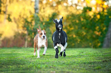 American Staffordshire Terrier Dog Running After A Little Dwarf Goat
