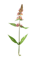 Wall Mural - Pressed and dried flower stachys officinalis