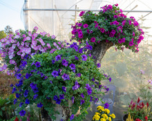 Hanging Baskets Floral Display