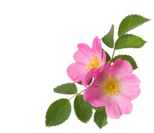 Two Pink Roses  Isolated On White. Rosa Canina