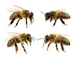 © Alekss - Set of bee