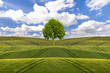 Zielone drzewo na wiosennym polu