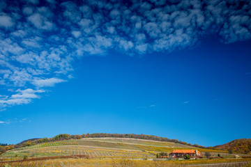 Vineyard with building