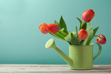 Spring tulip flower bouquet in watering can with copy space. Gardening concept