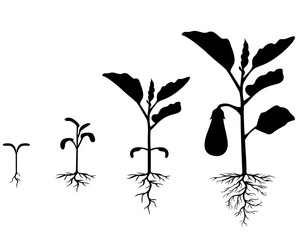 Canvas Print - Set of silhouettes of eggplant plants