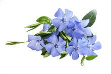 Periwinkle Blue Flower