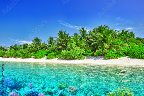 Foto Tropical island and the underwater world in the Maldives. Thoddo