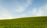 Fototapeta Do pokoju -  Green field and Blue cloudy Sky Environment