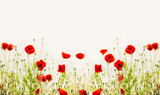 Fototapeta Panele - Red poppies, outdoor floral nature background, banner