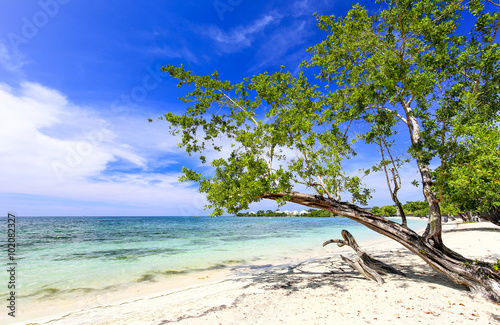 Naklejka dekoracyjna Tropical sand beach with a green tree, Carribean.