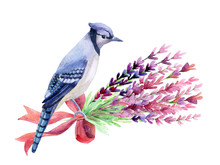 Blue Jay Isolated On A White Background.