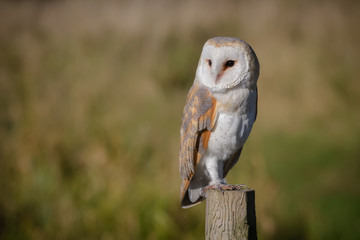 Poster - full length portrait of a solitary barn owl on a post looking to left against a natural background