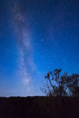 Wall Mural - blue dark night sky with many stars above field of trees.
