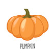 Pumpkin isolated on white background. Vector illustration