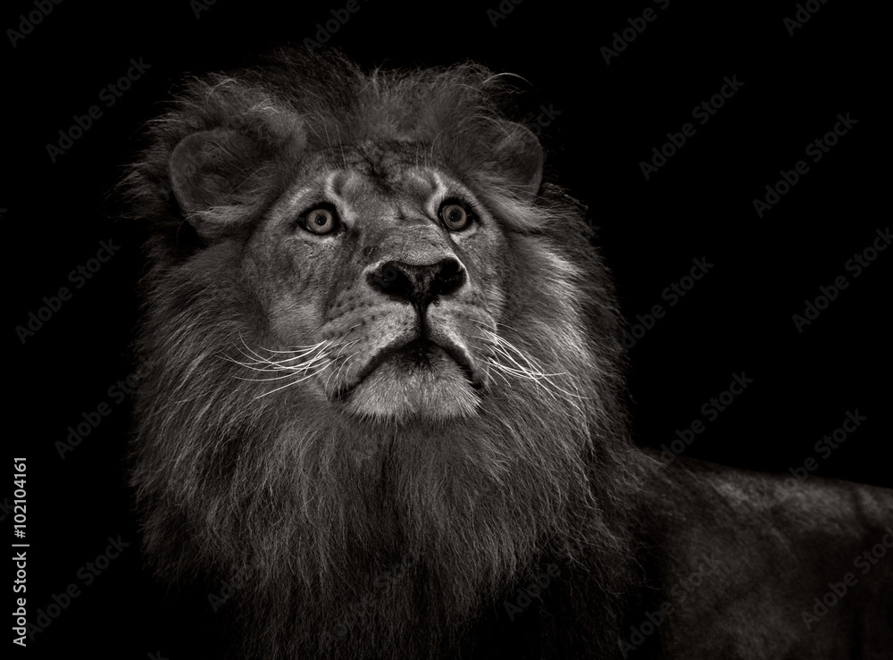 black and white lion - obrazy, fototapety, plakaty 