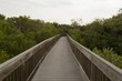 © Edelweiss086 - Wooden bridge on tourist trail through mangrove forest, Everglades
