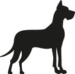Great dane with uprights ears