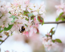 Bumblebee On Apple Tree Flower