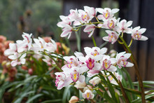 Flowers Of Cymbidium Orchid In Garden
