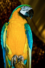 Blue & Yellow Macaw Front Body