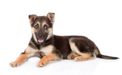 mixed breed puppy dog looking at camera. isolated on white backg