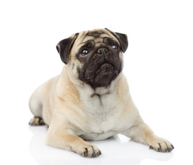 Aufkleber - pug puppy lying in front. isolated on white background