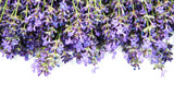 Fototapeta Lawenda - bunch of lavender