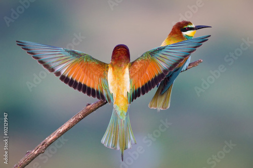 Fototapeta na wymiar Bee-eater landing