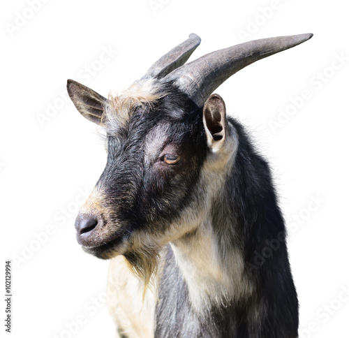Fotografia  Close-up of a goat