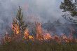 Young pine in flames of fire. Forest fire. Appropriate to visualize wildfires or prescribed burning.
