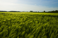 Field Of Fresh Green Barley In Spring
