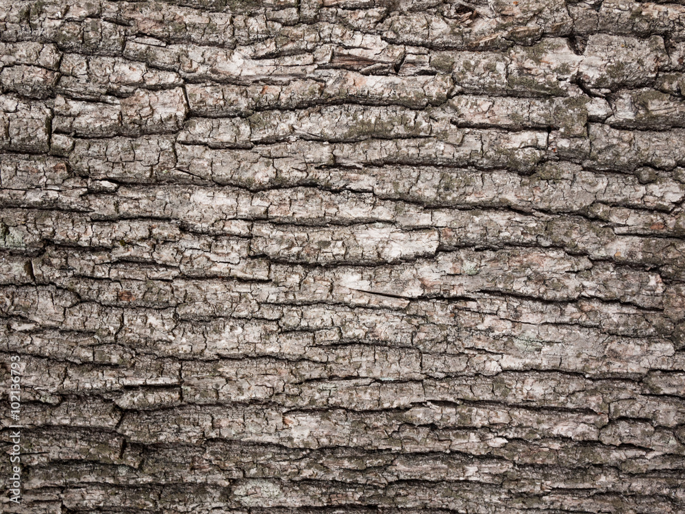 bark tree texture - obrazy, fototapety, plakaty 
