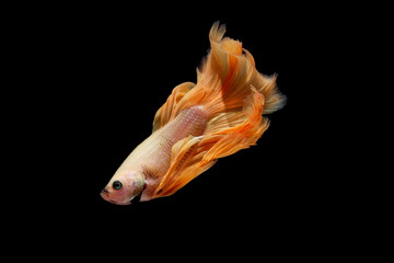 betta fish isolated on black background