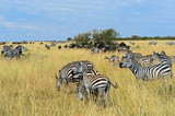 Fototapeta Sawanna - Zebra in the Masai Mara