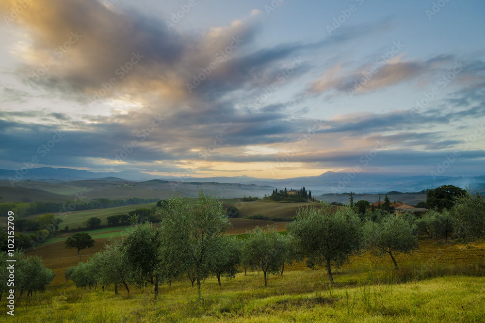 sad oliwny w Toskanii wcześnie rano - obrazy, fototapety, plakaty 