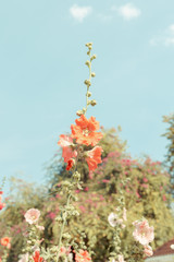 Poster - hollyhock flower blossom in garden