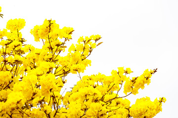 Wall Mural - Yellow tabebuia flower blossom Yellow tabebuia flower blossom on