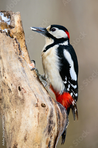 Naklejka - mata magnetyczna na lodówkę Great spotted woodpecker