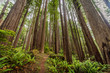 West Ridge and Plairie Creek trail, Prairie Creek Redwoods State Park